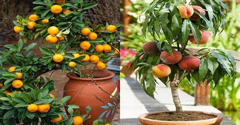 10 Arbres Fruitiers Que Vous Pouvez Planter En Pot Jardin Et Bricolage