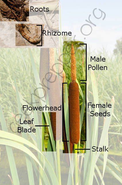 How To Eat Wild Cattails For Wilderness Survival Or For Fun Wild