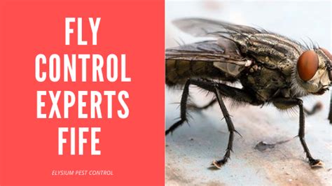 Fly Control Experts Fife Elysium Pest Control Treatment