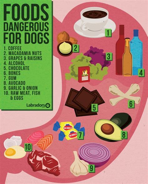 Manufacturers use this process to keep the food safe from bacteria. dangerous foods | Dog safe food, Dangerous foods for dogs ...