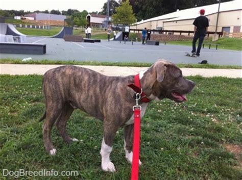 How puppies develop their vision. Raising a Puppy 4 months old (19 weeks) Spencer the Pit Bull