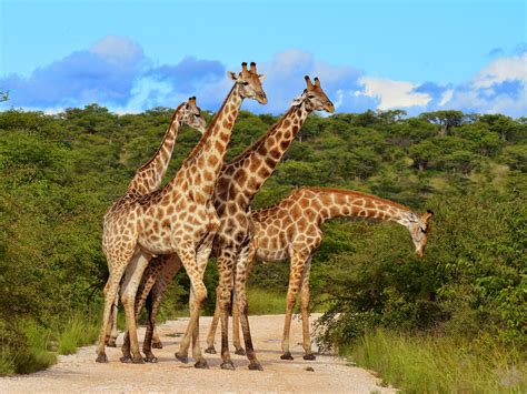 Kenya Wildlife Safari Private Tour Enchanting Travels
