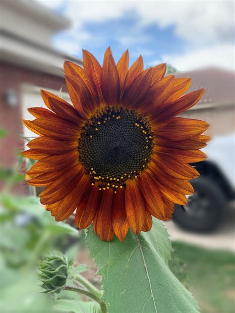 Dark Orange Sunflower Seeds Etsy