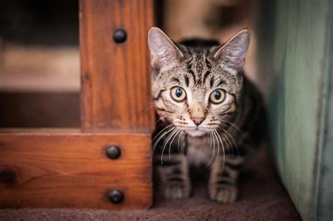 Portrait Of A Mackerel Tabby Kitten
