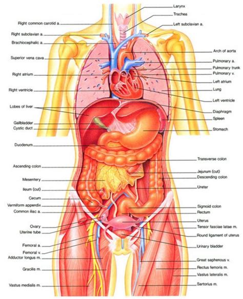 Bbc science nature human body and mind anatomy skeletal. Female Human Body Diagram Of Organs - See more about ...