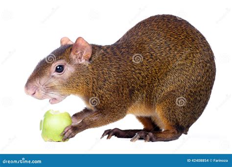 Central American Agouti On White Stock Photo Image Of Funny Black