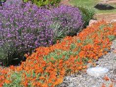 In zone 9, it is especially important to ask about. 1000+ images about Deer resistant plants (zone 9) on ...