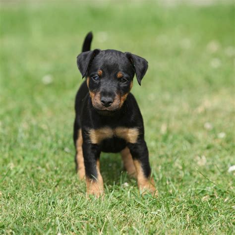 4 Things to Know About German Hunt Terrier Puppies | Greenfield Puppies