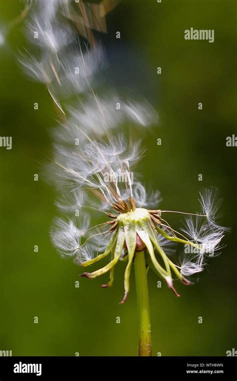 Dandelion Blowing In The Wind Hi Res Stock Photography And Images Alamy