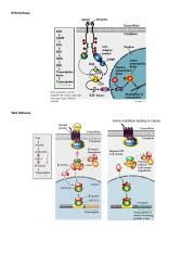 All 6 Signaling Pathway Diagrams Docx RTK Pathway Wnt Pathway