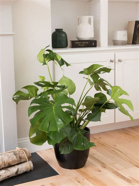 If you enjoy rare and common tropical plants that grow indoor and outdoors, this channel may be for you! Philo Monstera 10" Potted Plant in 2020 | Plants ...