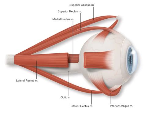 Eye Muscles Profile Color Labeled American Academy Of Ophthalmology