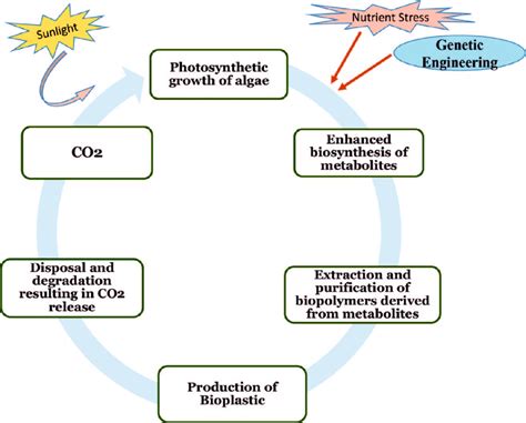 Role Of Algal Bioplastics Leading To A Circular And Green Bioeconomy