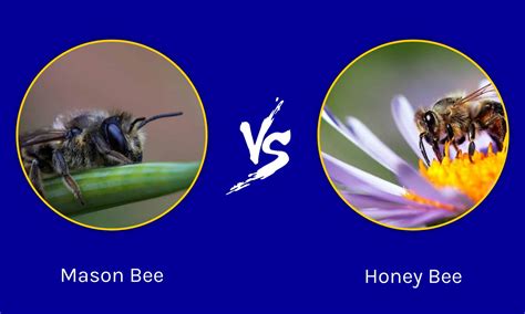 Mason Bee Vs Honey Bee What Are The Differences A Z Animals