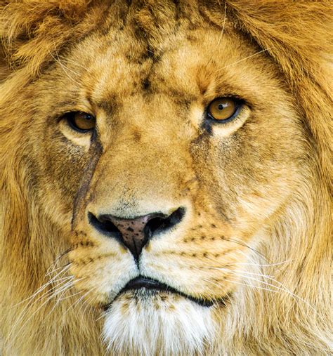 Premium Photo Closeup Portrait Of Beautiful Mighty Lion