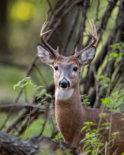 White Tailed Deer Buck Stock Photo Image Of Male Chewing 129881474