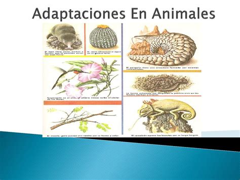 Adaptaciones En Animales By Cecilia Nuñez Issuu