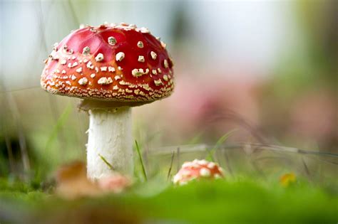 A Mushroom Out Of A Fairy Tale That You Might Find In The Forest The