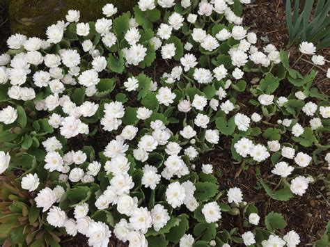 Sanguinaria Canadensis Multiplex Double Flowered Bloodroot For Sale