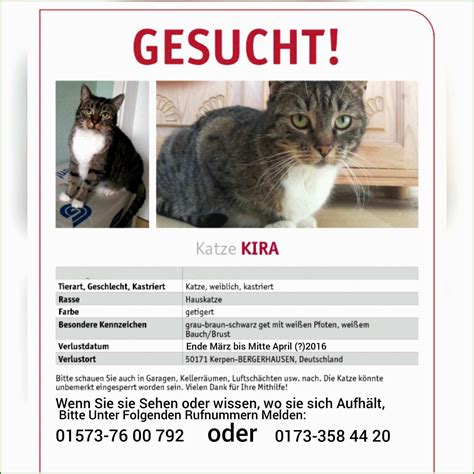 Vermisstenanzeige Katze Vorlage Fantastisch Vermisst Vorlagen Ideen