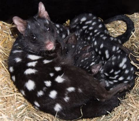 Black Quolls With Babies Documentary Business