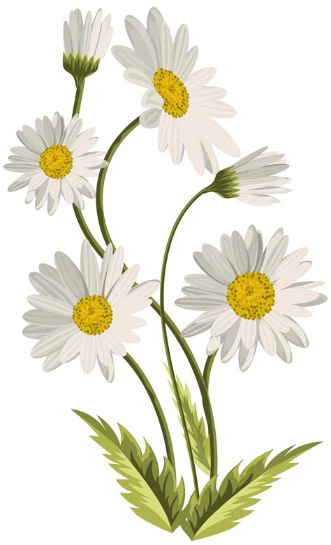 Daisy Flower With Transparent Background You Can Make This Painting