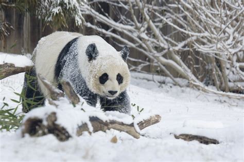 Giant Panda Mei Xiang Photo Smithsonians National Zoo Smithsonian