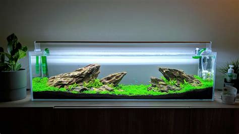 The 10 Amazing Desktop Fish Tanks Reviews And Guide Of 2023