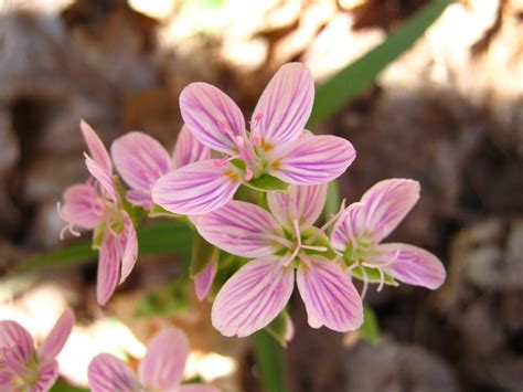 Spring Beauty Spring Beauty Wild Flowers Plants