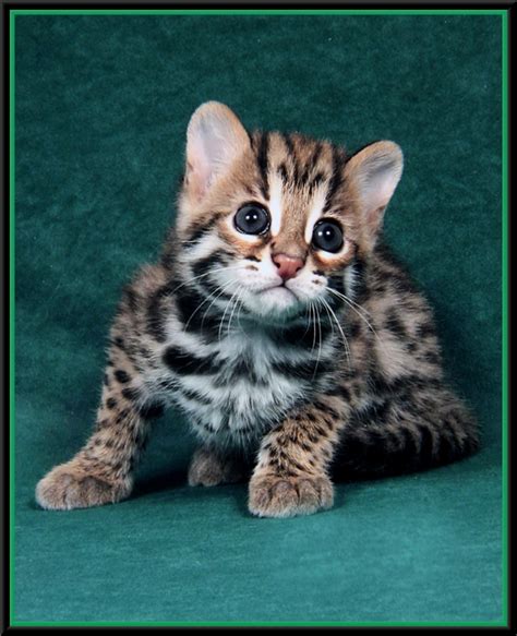 Loving siamese kittens cfa registered our kittens are raised by each member of our family to ensure sound temperament and socialization. 40 Very Cute Bengal Kitten Pictures And Images