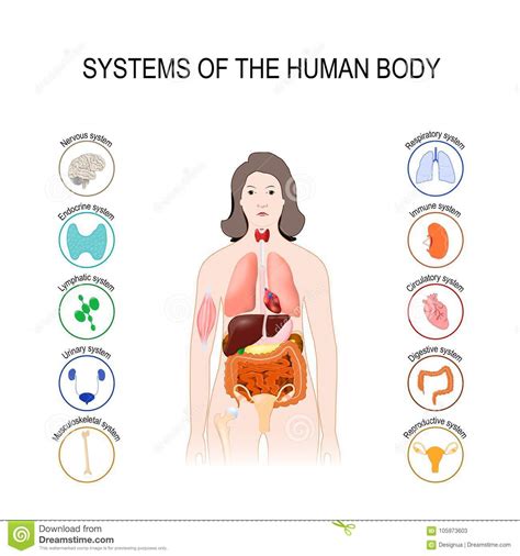Órganos Del Cuerpo Humano Ilustración Del Vector Ilustración De Humano 7e7