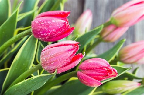 Premium Photo Tulip Flowers With Water Drops Closeup Selective Focus