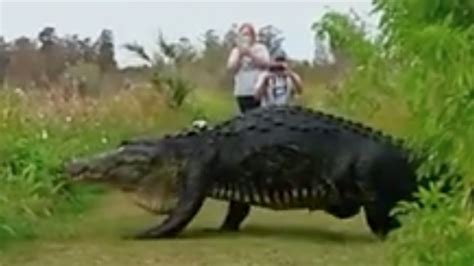 Watch Hikers Spot Massive 13 Foot Alligator In Florida Reserve