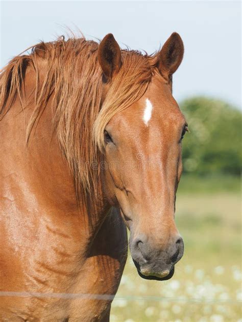 Chestnut Horse Head Shot Stock Image Image Of Head 129618681