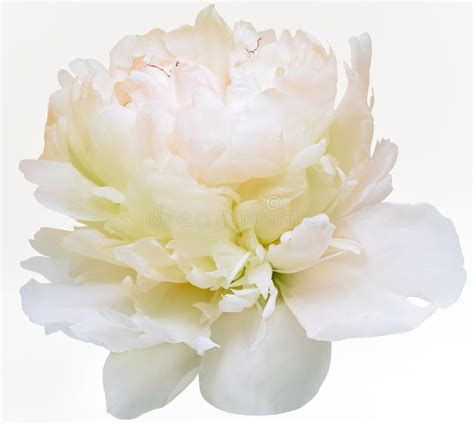 White Yellow Peony Flower On White Isolated Background With Clipping