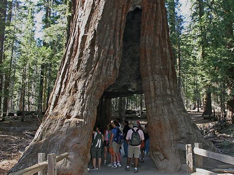 Mariposa Grove Of Giant Sequoias In California Usa Sygic Travel