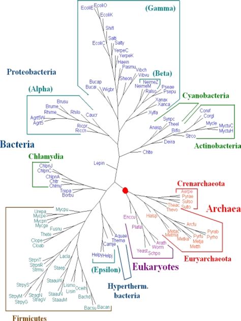 Phylogeny Of 109 Organisms Prokaryotes And Eukaryotes Using The