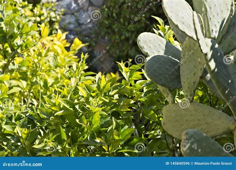 Lemon Plant With Prickly Pear Cactus Stock Photo Image Of Pear