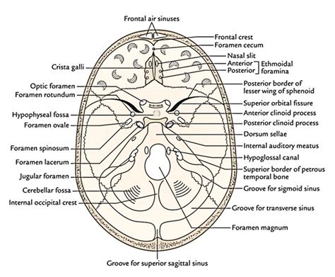 Anterior Cranial Fossa Anatomy