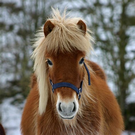 Tips for a Healthier Horse During Cold Weather | EquiMed - Horse Health ...