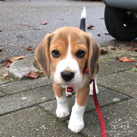 What Care Is Needed For 3 Months Beagle Dog Breed Information