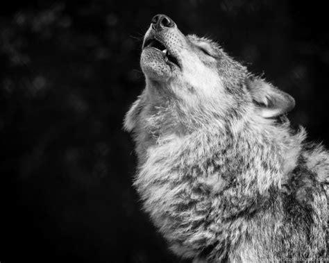 Grey Wolves Wallpapers Wallpaper Cave