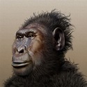 ATOR: Paranthropus boisei - forensic facial reconstruction