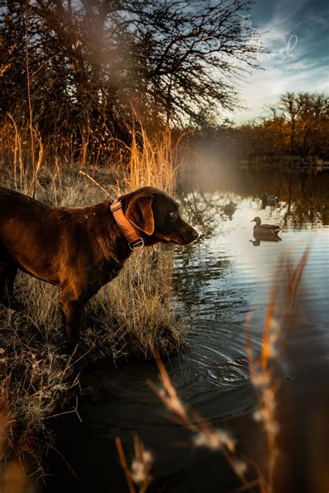 Duck Dog Duck Hunting Dogs Hunting Wallpaper Hunting Photography