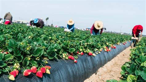 farm workers grow and pick billions of strawberries in california strawberry harvesting youtube