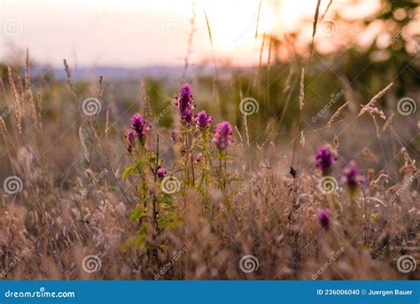 Colorful Flowering Herb Meadow With Purple Blooming Flowers Meadow
