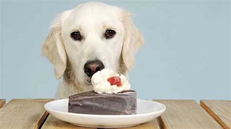 Dog Eating Cake Rrarepuppers