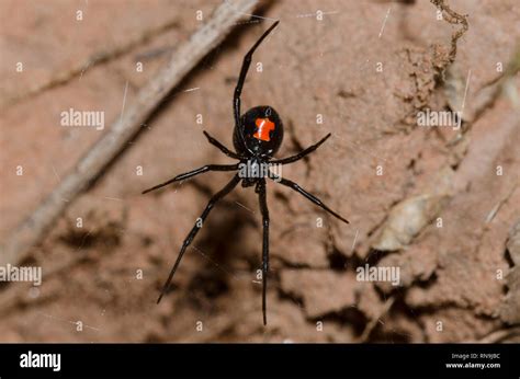 Southern Black Widow Latrodectus Mactans Stock Photo Alamy
