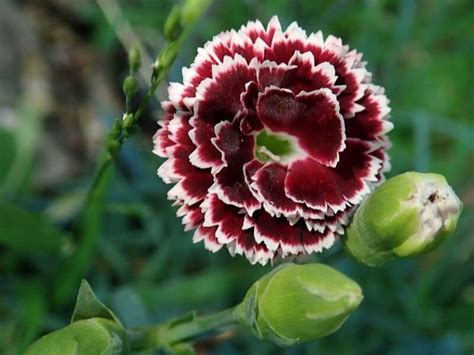 January's birth flowers are the carnation and snowdrop. Top 25 Birth Month Flowers and Their Meanings with Pictures