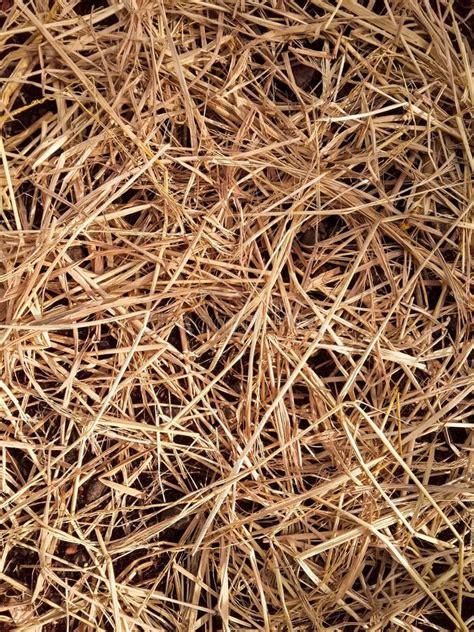 Dry Straw Texture Stock Photo Image Of Hayloft Haystack 74745160